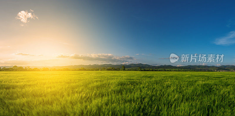 广阔的绿色田野在绚烂的夕阳下，一幅多彩的全景风景