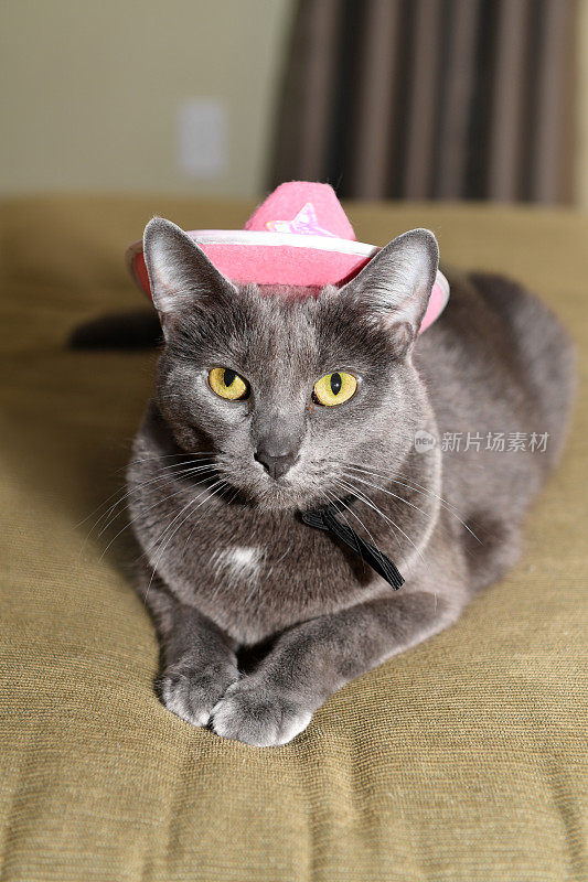 戴粉红帽子的克拉特猫