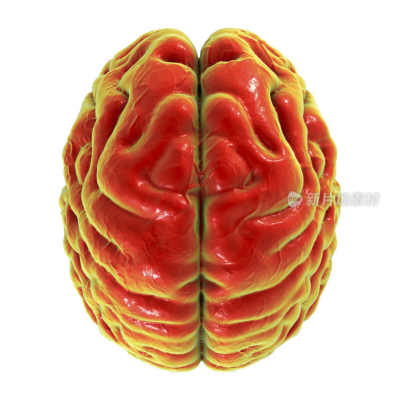 人类大脑，俯视图
