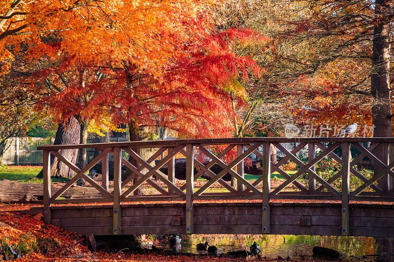 木桥在茂密的公园与秋天的景象在伦敦