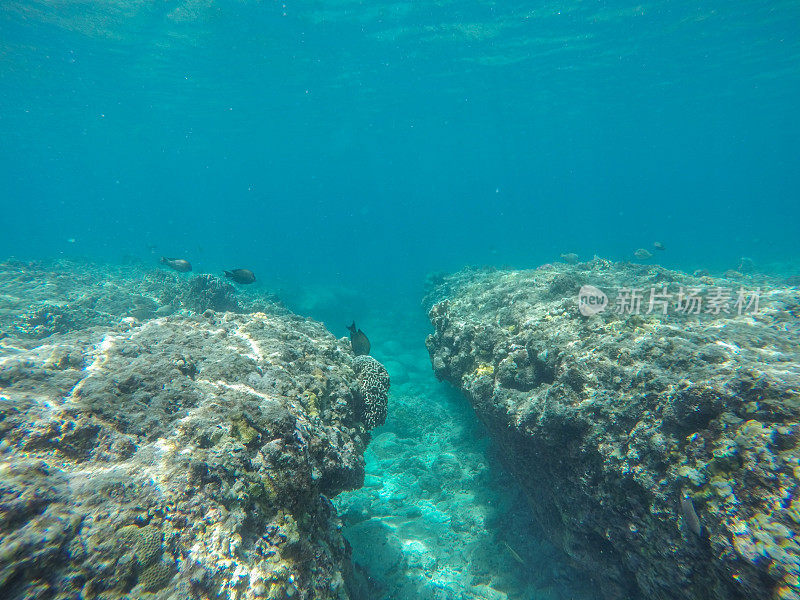 水下拍摄的热带鱼在珊瑚和清澈湛蓝的水，印度尼西亚
