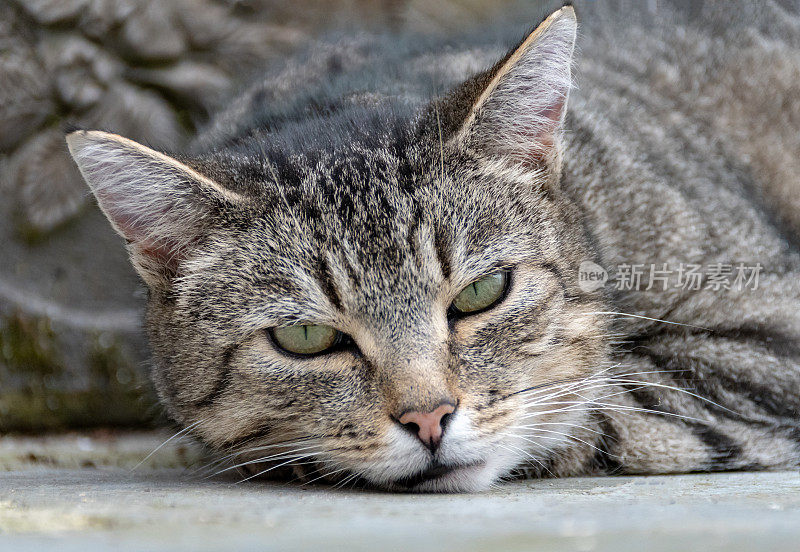 一个虎斑猫躺下的特写