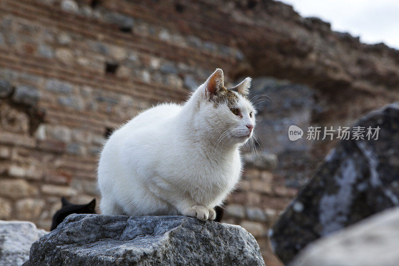 古代废墟中的猫