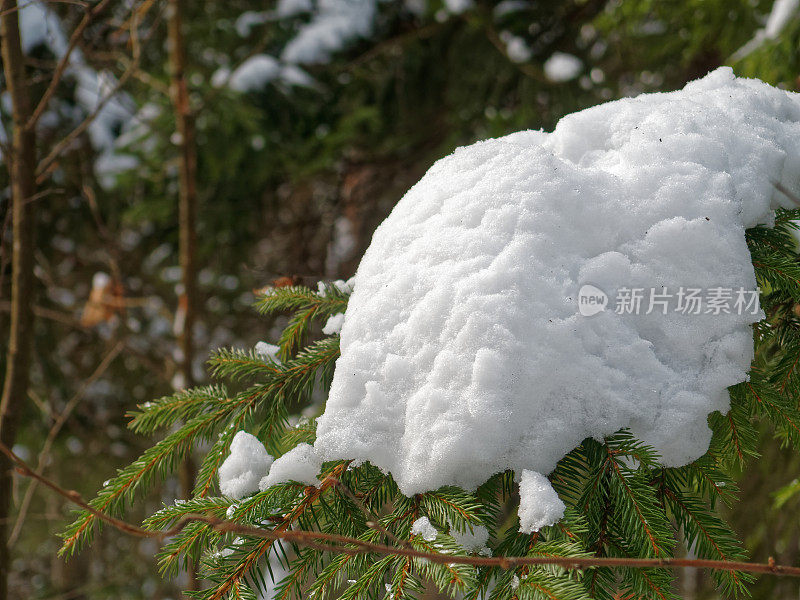 雪落在冷杉树枝上