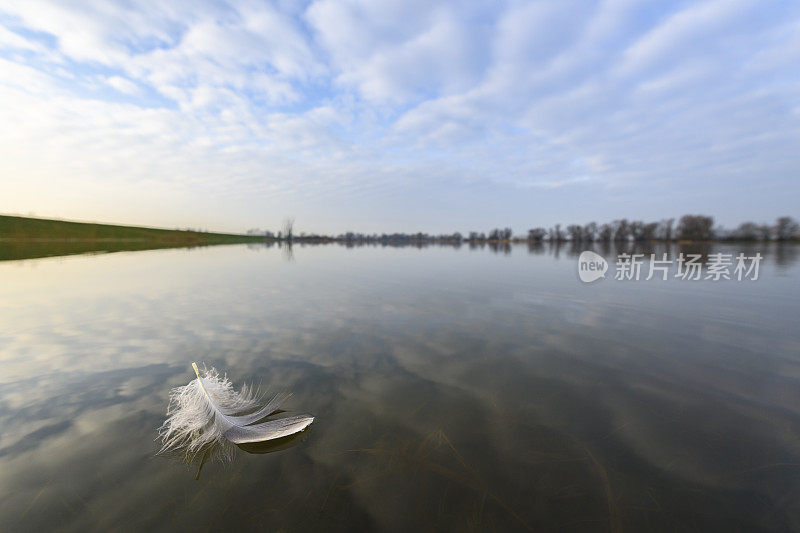 荷兰IJssel河泛滥区漂浮在水面上的羽毛
