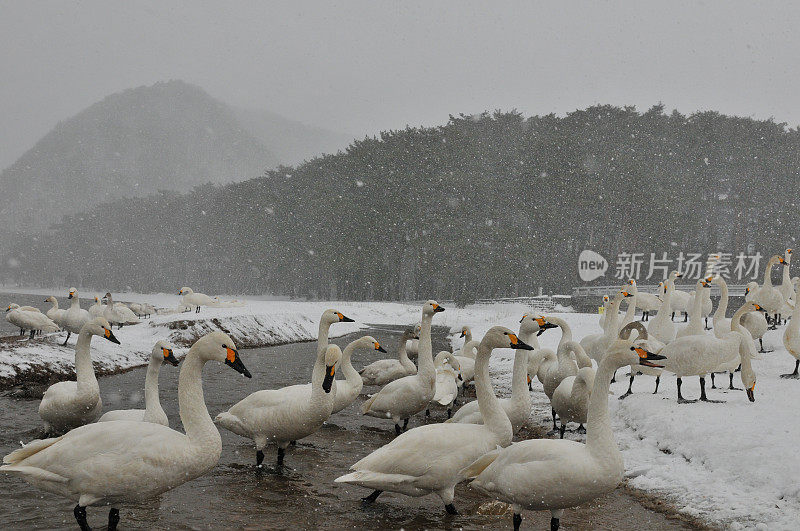 福岛县稻川湖大雪下的候鸟