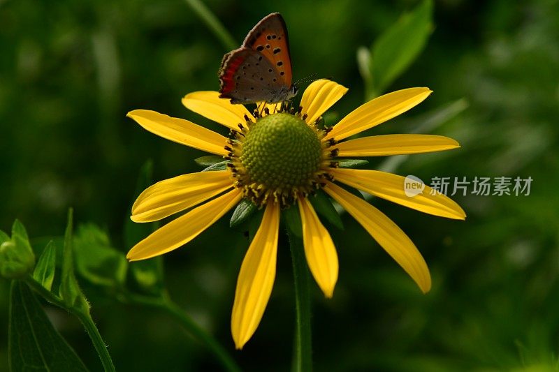 黄雏菊属