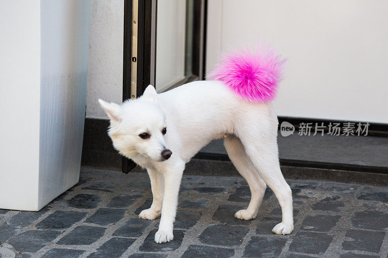 在户外的街道上有一只白色的毛茸茸的粉红色尾巴的狗的特写
