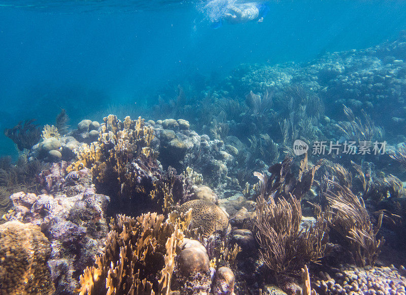 珊瑚礁与浮潜