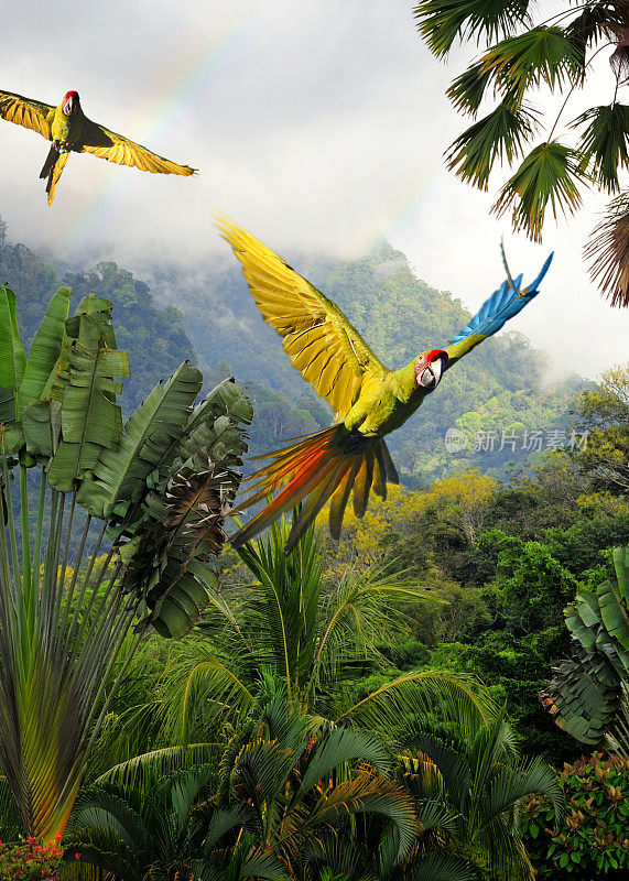 哥斯达黎加的绿色金刚鹦鹉