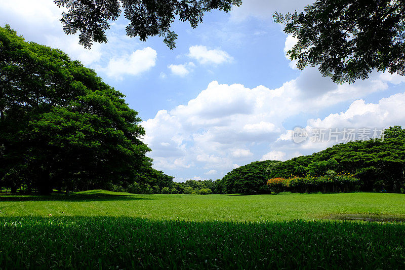 绿色的草坪和树木在绿色公园