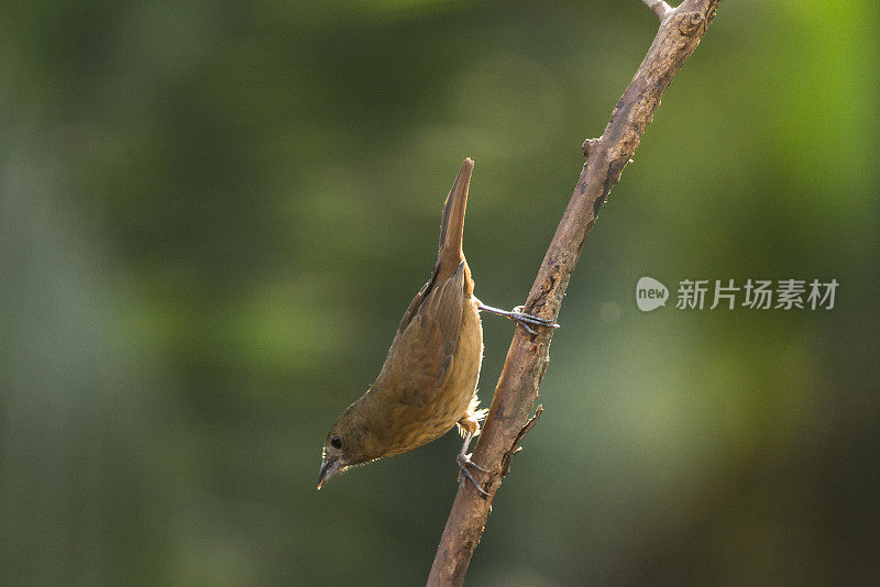 红宝石冠唐纳雀