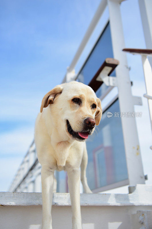 一条船上的拉布拉多寻回犬