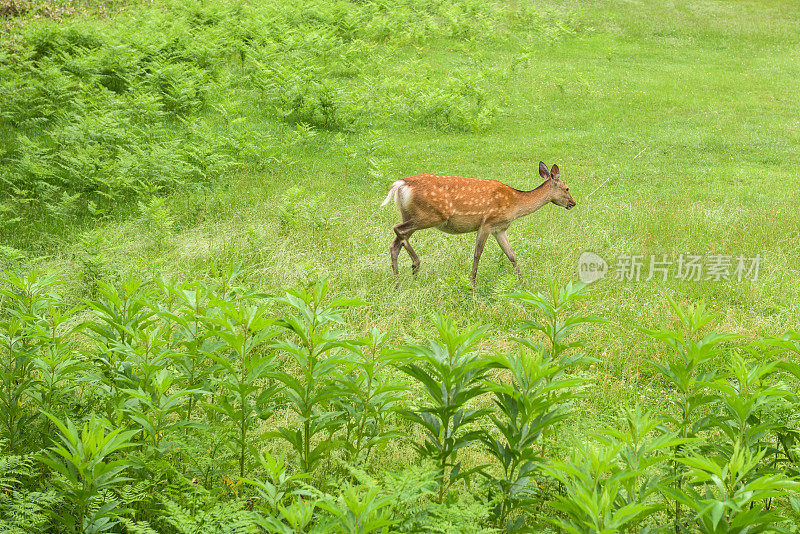 一只年轻的叶佐梅花鹿正在知床国家公园的森林和田野里散步