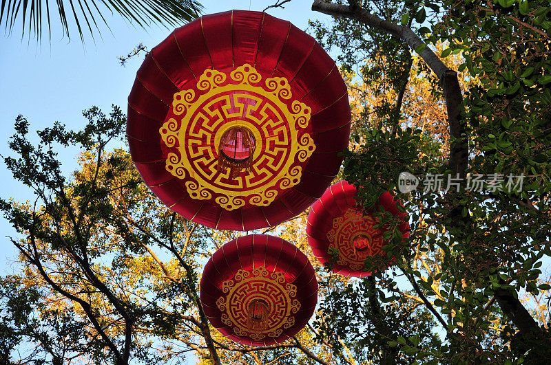 中国新年的灯笼装饰挂在夏威夷的一棵树上