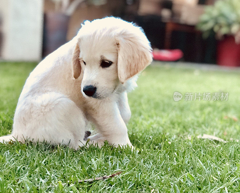 金毛猎犬小狗