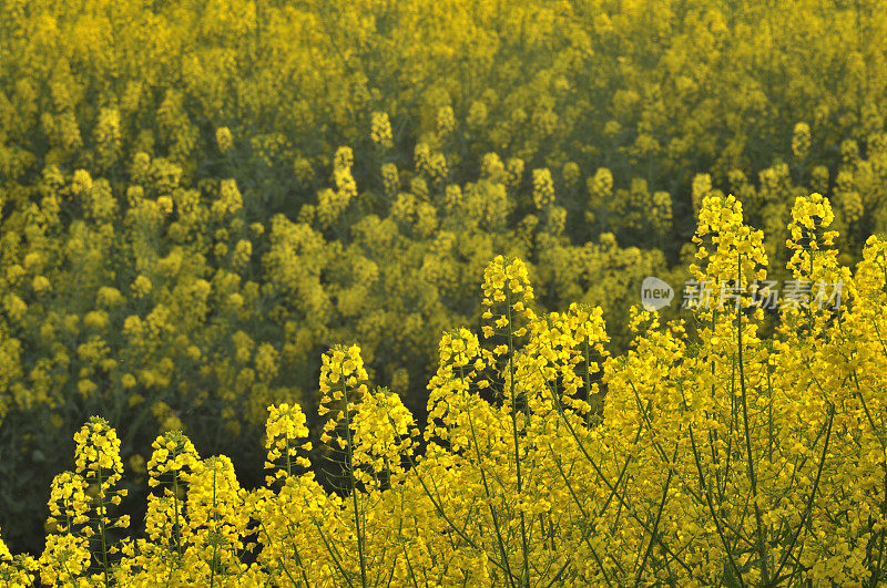 油菜花领域