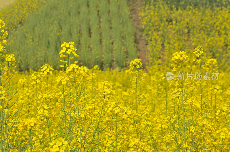 油菜花领域