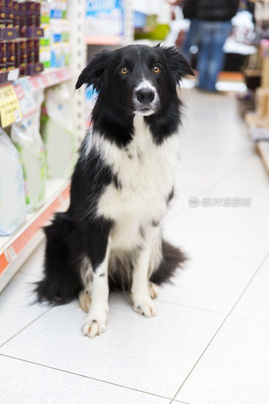 可爱的边境牧羊犬在宠物店看着相机