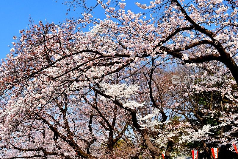 东京上野公园的樱花