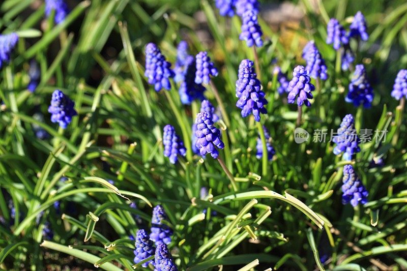 葡萄风信子麝香花