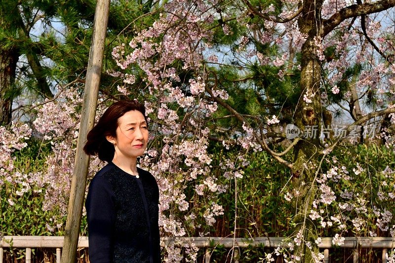 一名日本女子在京都加茂河畔欣赏樱花