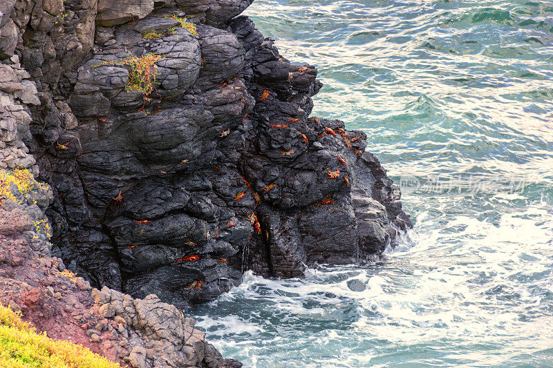 费尔南多・迪诺罗尼亚，螃蟹在石头上晒太阳。
