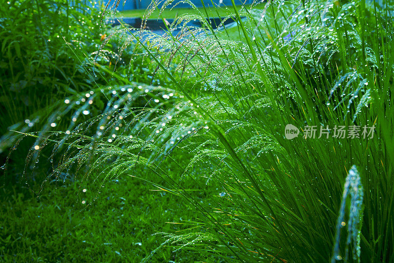 雨滴，水珠，草叶