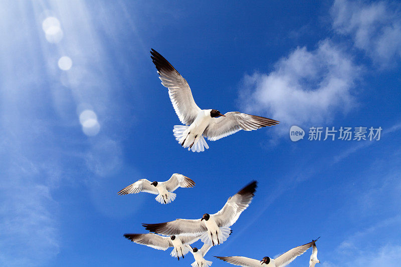 近距离观察一群海鸥飞过湛蓝晴朗的天空