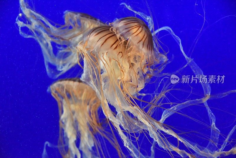 太平洋海荨麻背景