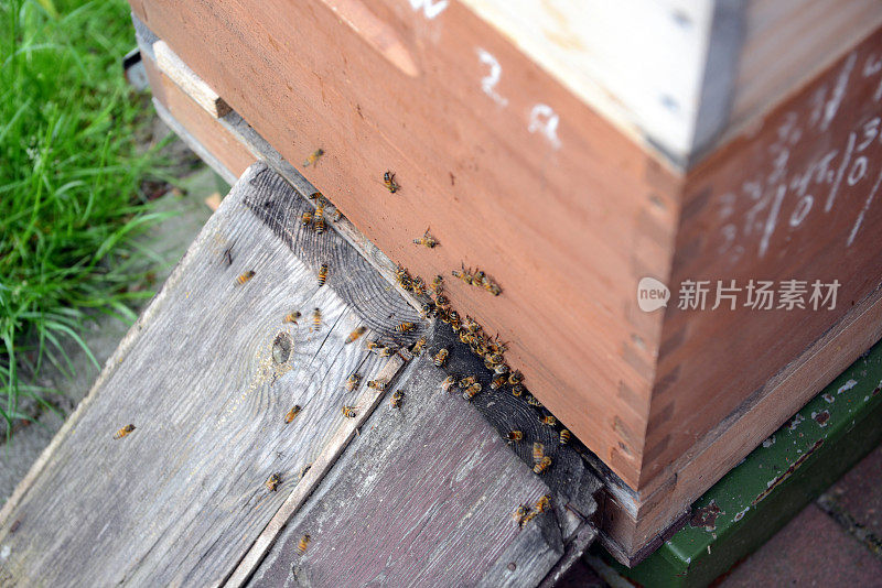 蜜蜂飞进蜂巢。
