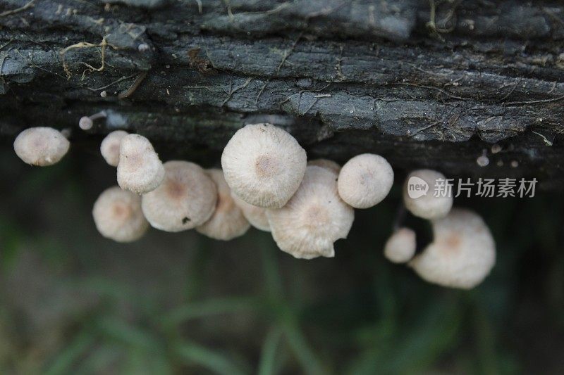 死树皮上长满了蘑菇。自然背景