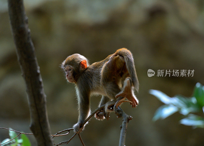 在树林里玩小猴子