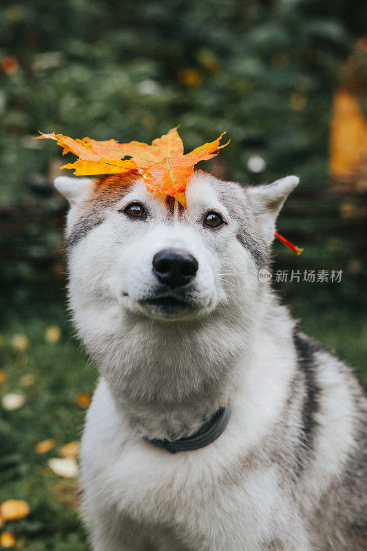 哈士奇在秋天的花园里