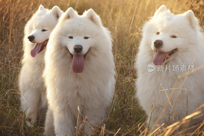 萨摩耶犬(秋天)