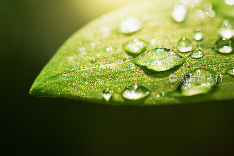 阳光下的雨滴落在绿叶上