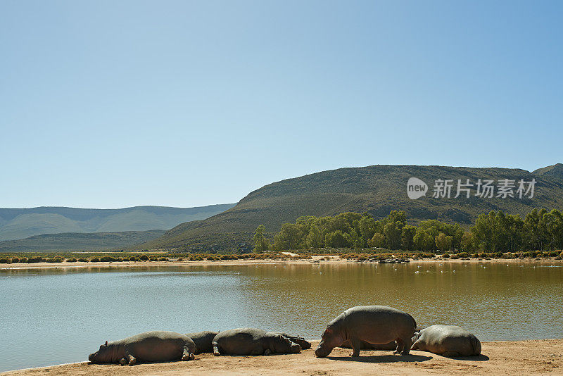 河马最喜欢去的地方