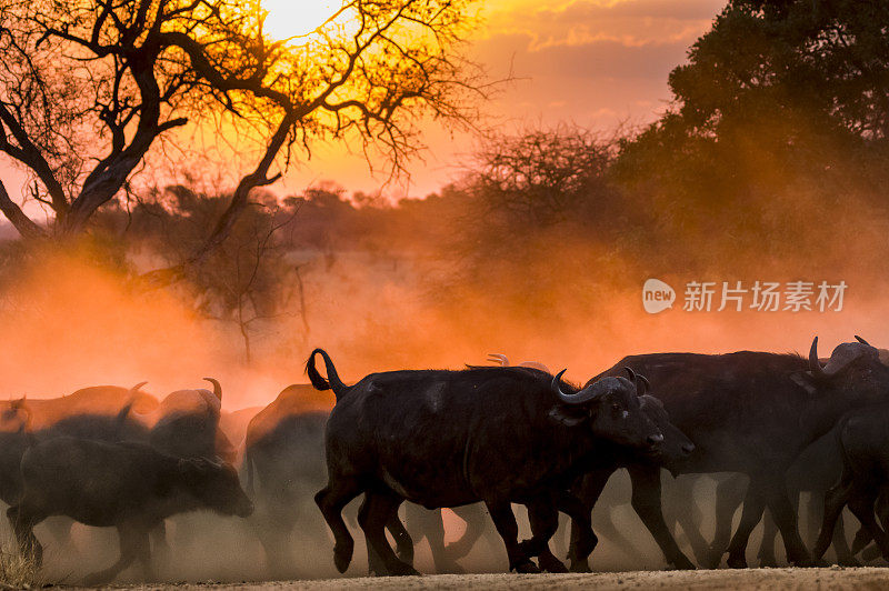 日落时分，南非克鲁格国家公园的野牛群
