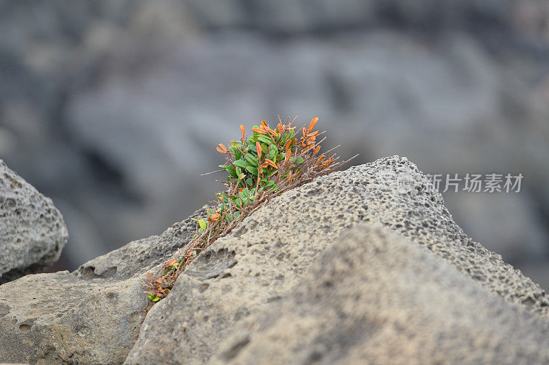 海边的岩石植物