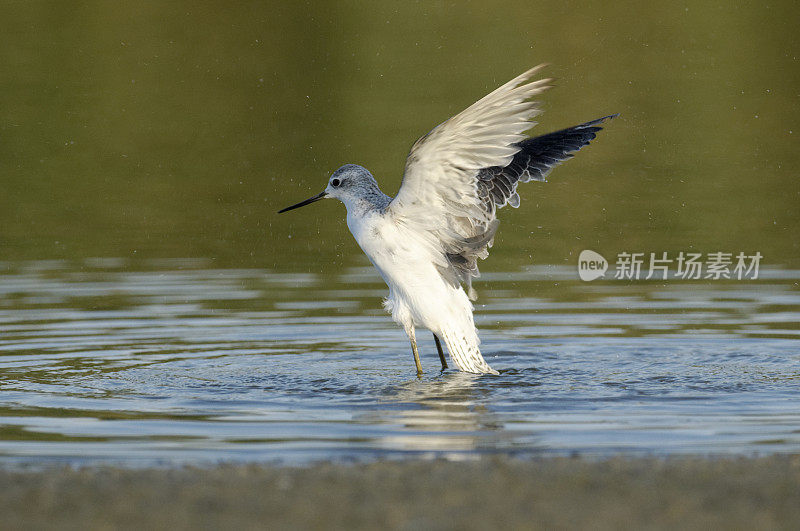 沼泽风笛手