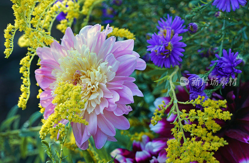 大丽花，金杖和紫菀