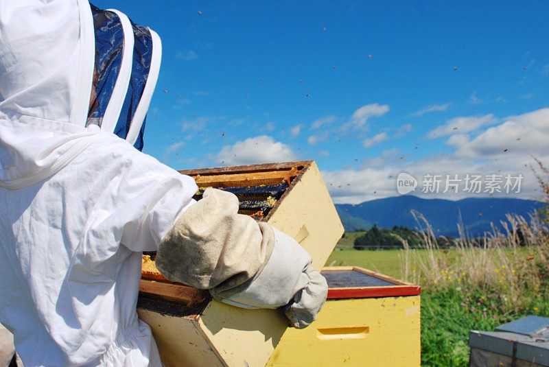 穿着蜜蜂装的孩子养蜂人