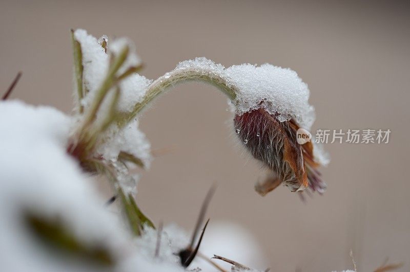 积雪覆盖的达胡里白头翁花VD733