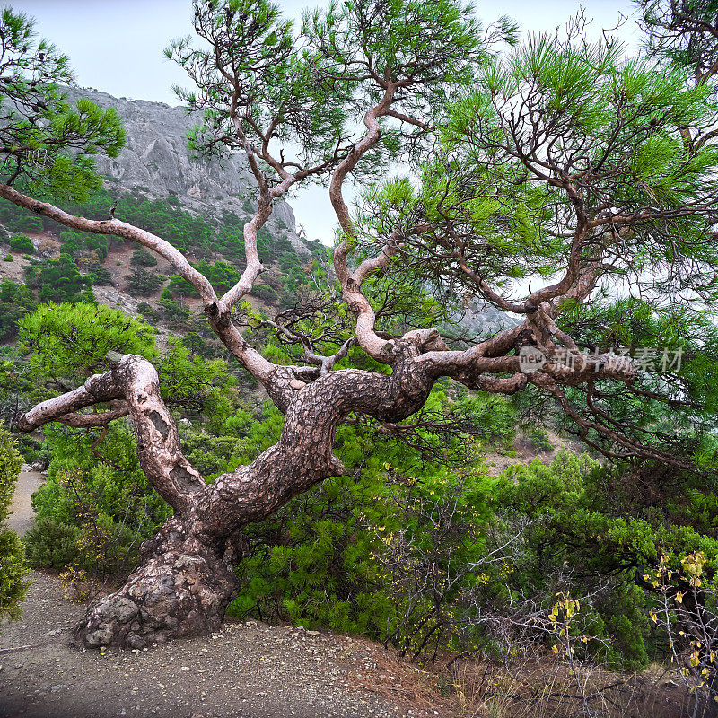 长在岩石上的老松树。克里米亚