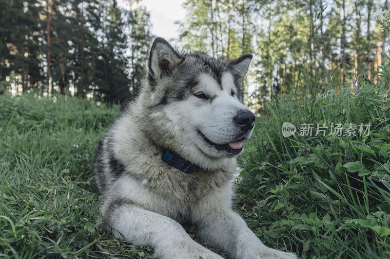 美丽的雪橇犬躺在草地上，戴着gps项圈