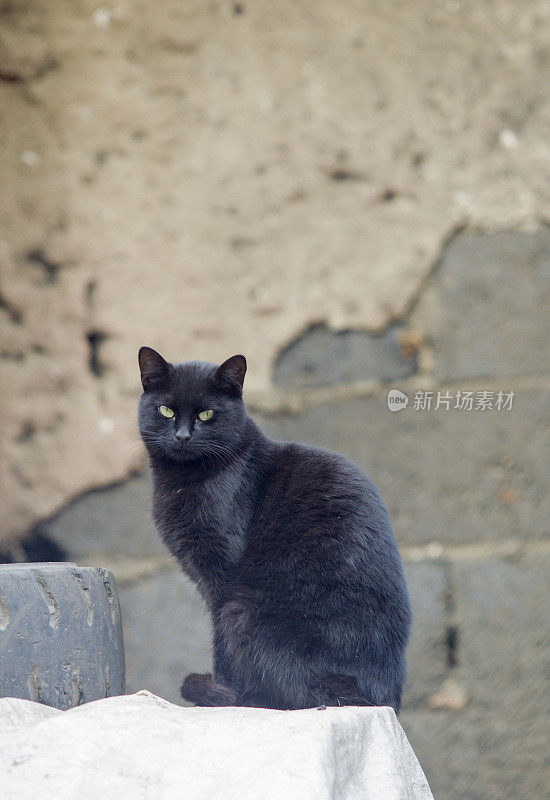 土耳其伊斯坦布尔卡拉科伊街头的一只黑色流浪猫