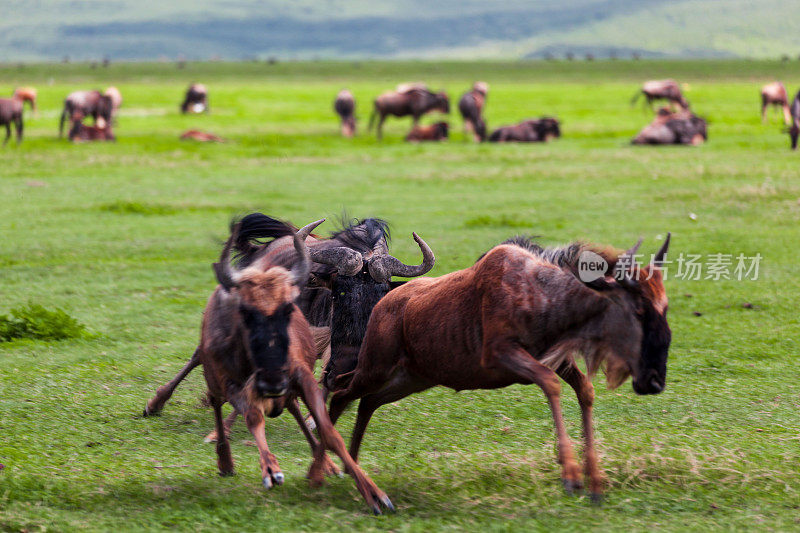 野生gnu攻击其他gnus。