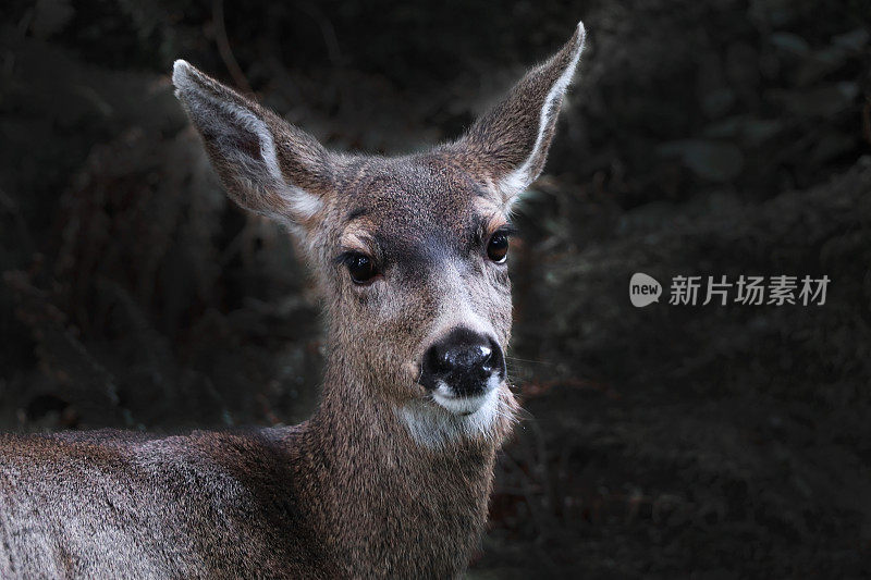 森林里的鹿