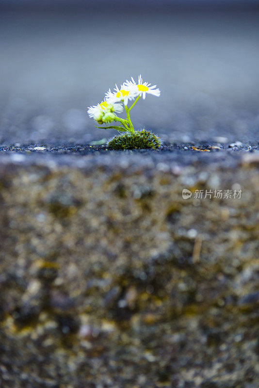 干燥土壤上的小雏菊花