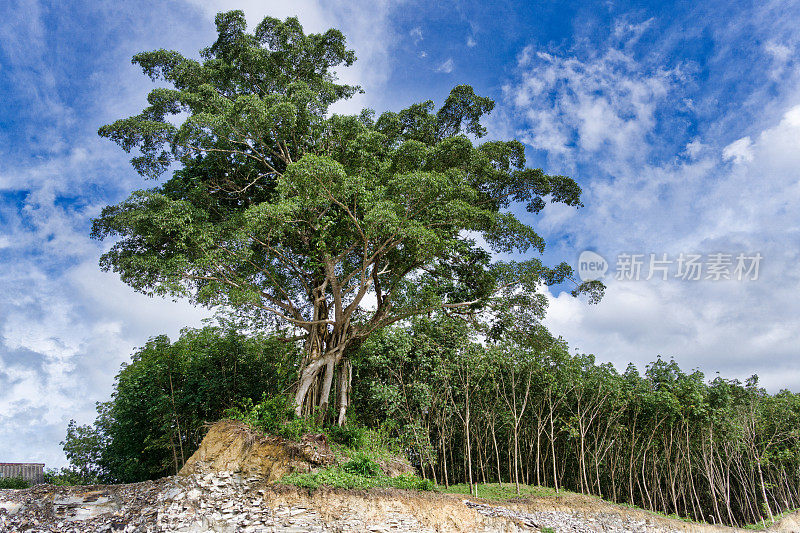砍伐森林，清除破坏环境的热带雨林榕树